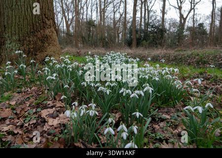 Tappeto di fiori di neve che fioriscono alla base di un albero di bosco all'inizio della primavera Foto Stock