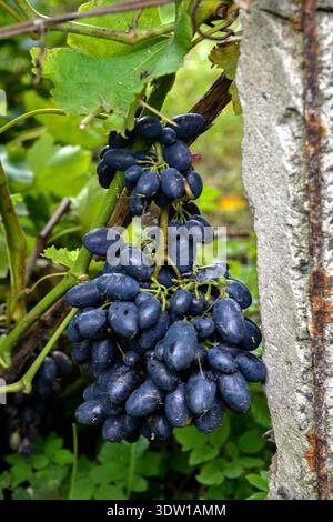 Primo piano di uve mature pronte per la vendemmia. Vendemmia autunnale dei vigneti. Grappolo di uva blu fresco al tramonto. Foto Stock