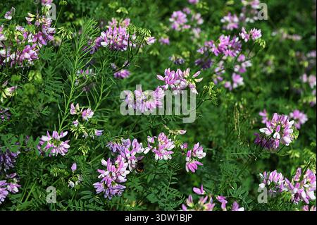 Fiore rosa porpora corona vetch (Securigera varia). Fiori porpora corona vetch. Foto Stock