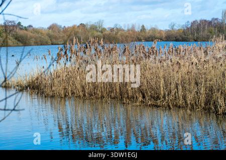 Una vista panoramica delle zone umide della riserva naturale di Attenborough a Nottingham, Regno Unito Foto Stock