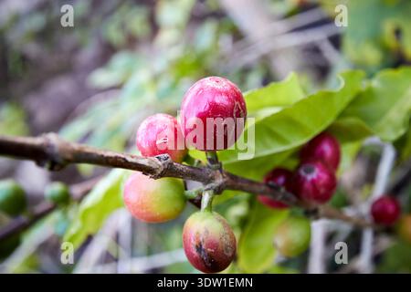 affinamento delle bacche di caffè arabica agaete, gran canaria, isole canarie, spagna Foto Stock