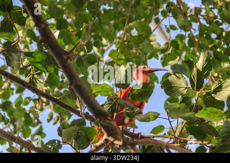 Scarlet ibis (Eudocimus ruber) su un albero Foto Stock