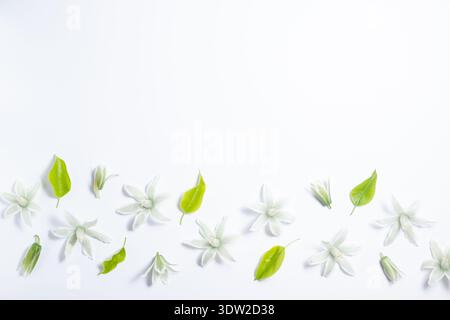 Bordo floreale dei fiori primaverili su sfondo bianco. Disposizione piatta, vista dall'alto, spazio di copia. Splendido motivo floreale in colori pastello. Foto Stock