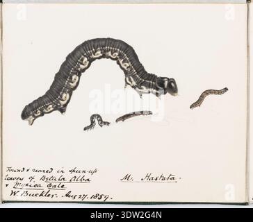 William Buckler (1814-1884), un entomologo e illustratore di spicco, è rinomato per i suoi studi dettagliati sulle larve di falena. Questo disegno del 1859 mostra le larve di M. hastata allevate in foglie di Betula alba (betulla) e Myrica (torbiera). L'illustrazione fa parte di una serie creata da Buckler per il suo amico, il Rev. John Hellins, che documenta il ciclo di vita delle falene. Foto Stock