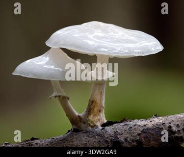 Funghi in porcellana (Oudemansiella mucida) che crescono su ramoscello di betulla. Tipperary, Irlanda Foto Stock