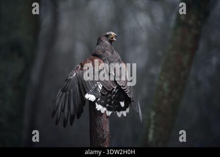 Il falco di Harris (Parabuteo unicinctus) seduto su un tronco di pino - ritratto maestoso Foto Stock