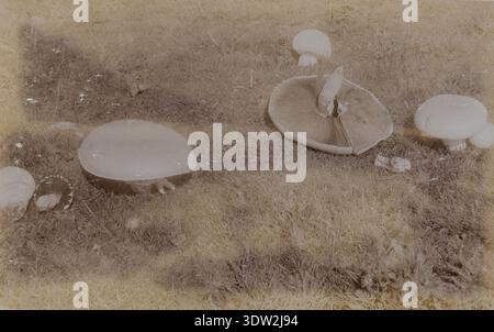 L'Agaricus arvensis è un fungo basidiomicete comunemente noto come fungo di cavallo. La registrazione fotografica d'archivio documenta questo campione all'interno della collezione Cresswell, conservata per la conservazione storica. La stampa fotografica storica conserva le immagini di riferimento per l'identificazione dei funghi. Foto Stock