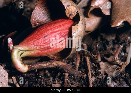 Ghianda germinante nella foresta, quercia mediterranea, Quercus ilex. Acorn germouting Sardinia, Italia Foto Stock