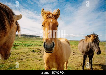 Bellissimi cavalli islandesi nella campagna islandese Foto Stock