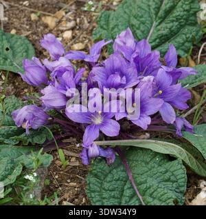 Un vivace primo piano del Mandrake d'autunno (Mandragora autumnalis), un suggestivo fiore selvatico comune in tutta la Sicilia. La fotografia cattura la bellissima c Foto Stock