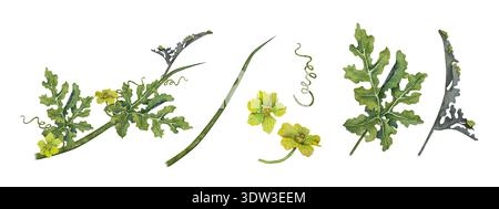 Acquerello botanico di anguria con foglie verdi intagliate, tendini e fiori gialli. Illustrazione per il confezionamento delle sementi, progetto agricolo Foto Stock