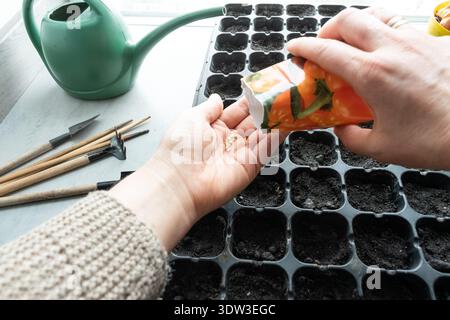 Primo piano di una mano che tiene piccoli semi di pepe in una palma prima di piantare in un vassoio di raccolta del terreno Annaffiatoio verde e attrezzi da giardinaggio sullo sfondo Foto Stock