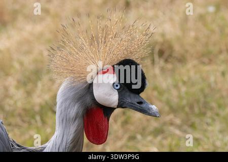 La gru coronata dell'Africa orientale in una giornata di sole si avvicina a un primo piano Foto Stock