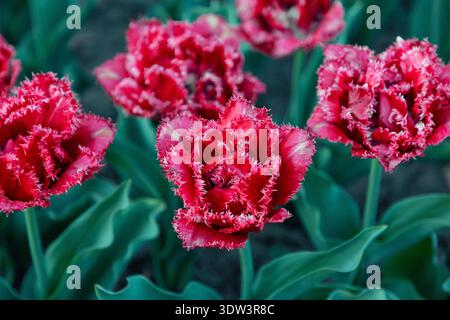 Tulipani a doppia frangia, fiori di tipo peonia con bordi con frange. Fiore rosso testurizzato con bordi bianchi Foto Stock