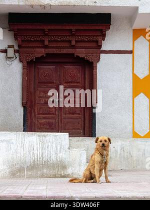 Un cane randagio siede di fronte a una tradizionale porta scolpita a Ladakh, India. Foto Stock