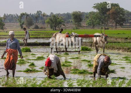 Gli agricoltori lavorano insieme in una risaia lussureggiante, mettendo in risalto i metodi agricoli tradizionali nell'India rurale. Foto Stock