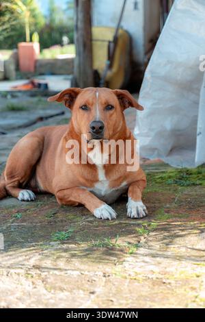 Cane domestico marrone con marcature bianche che si stendono tranquillamente su un terreno all'aperto strutturato, guardando con attenzione al futuro, che rappresenta temi di lealtà, cura degli animali domestici, Foto Stock