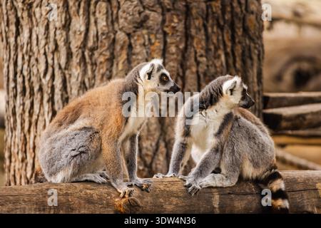 Due lemuri dalla coda ad anello seduti fianco a fianco su un tronco di legno e che guardano in direzioni opposte Foto Stock