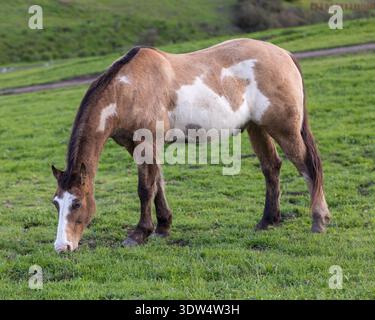 Un cavallo che si nutre di erba nel prato aperto. Bryne Preserve, Santa Clara County, California. Foto Stock