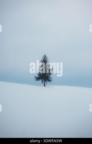 La vista di un abete solitario sorge maestosamente in mezzo a un vasto campo innevato, con la sua silhouette scura che contrasta con il pallido cielo invernale, Biei, Foto Stock