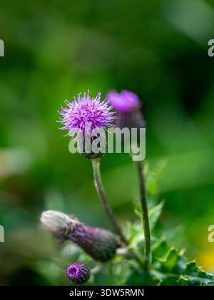 Fiore Cardo viola su sfondo verde naturale Foto Stock