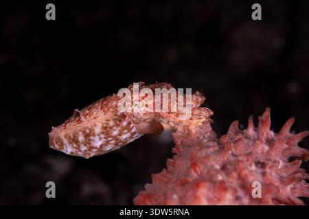 Seppia rosa giovanile mimetizzata su corallo rosa. Vista che mostra la consistenza della pelle e il mimetismo dei tentacoli. Foto macro subacquea. Stretto di Lembeh Foto Stock