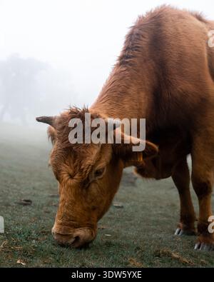 Vista di una mucca bruna-rossastra che pascolava sull'erba verde lussureggiante, con la nebbia che si avvolge, creando una scena serena e pastorale, Porto Moniz, Portogallo. Foto Stock