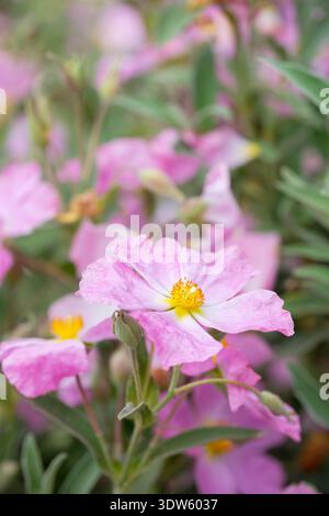 Cistus bornetianus Jester, Rock Rose Jester, sempreverde, foglie grigio-verdi, fiori rosa che svaniscono verso i centri bianchi Foto Stock