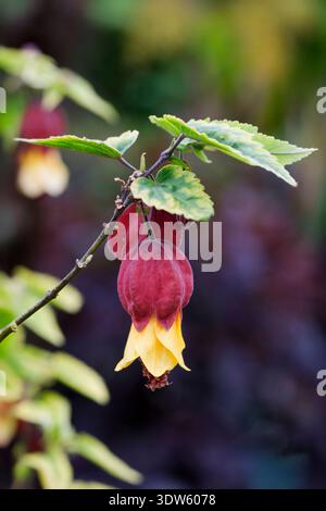 Abutilon megapotamicum, abutilon in coda, fiori pendolari a forma di campana con petali gialli e grande calice cremisi, in estate e autunno sinonimi Foto Stock