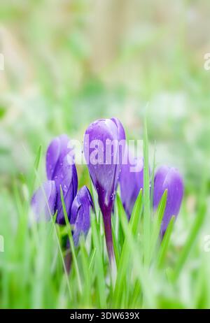 Un gruppo di bellissimi fiori di Crocus viola che crescono nell'erba Foto Stock