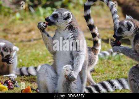 Hodenhagen, Germania - 17 agosto 2009: Lemuri dalla coda ad anello mangia frutta nel Serengeti Park, zoo e parco divertimenti a Hodenhagen, Germania del Nord Foto Stock
