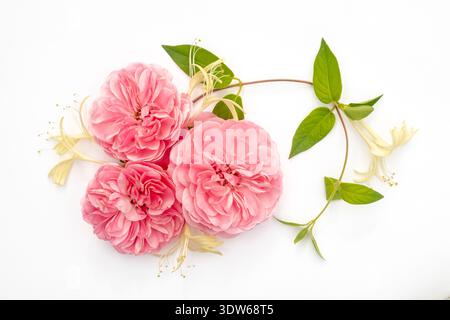 Layout creativo composto da tre rose rosa e caprifoglio giapponese su sfondo bianco. Vista dall'alto. Sfondo floreale primaverile o estivo. Posizione piatta Foto Stock