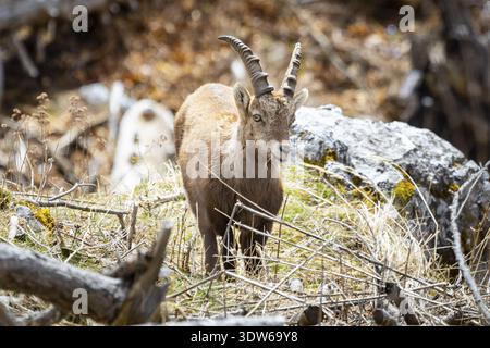 La vista di uno stambecco alpino è visibile da un terreno accidentato, le sue corna contrastano con la morbida pelliccia, Frohnleiten, Stiria, Austria. Foto Stock