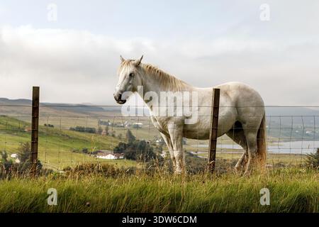 Un solo cavallo grigio si affaccia su un campo erboso in un paesaggio rurale nebbioso con colline ondulate sullo sfondo. Foto Stock