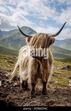 Un ritratto dettagliato di una mucca marrone delle Highland con lunghi capelli che coprono gli occhi e grandi corna ricurve, adagiate sulle montagne. Foto Stock