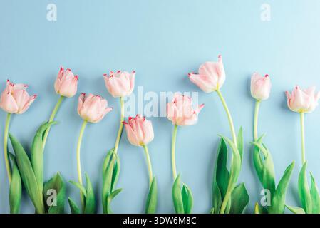 Tulipani rosa con foglie verdi disposti in fila su sfondo blu per le feste primaverili. Vista dall'alto, disposizione piatta. Foto Stock