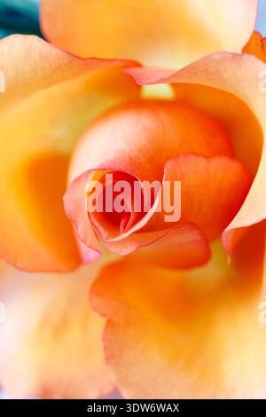Splendidi petali di rosa corallina in fiore come sfondo. Foto con profondità di campo ridotta e messa a fuoco morbida Foto Stock
