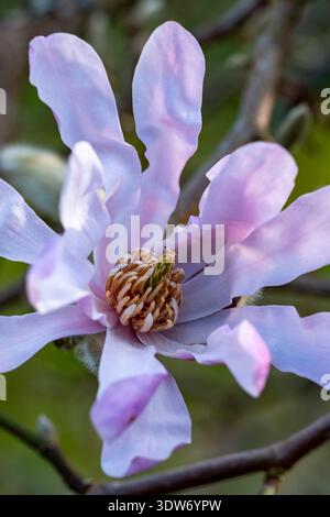 Magnolia x loebneri 'Leonard Messel' Foto Stock