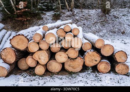 Vista ravvicinata di un mucchio di tronchi di pino appena tagliati, ricoperti da un sottile strato di neve fresca. Le sezioni circolari del legno mostrano chiaramente la crescita Foto Stock