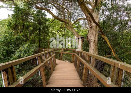 Passerella sopraelevata in legno circondata da alberi lussureggianti nel Serralves Park, un tranquillo spazio verde a Porto, Portogallo. Foto Stock