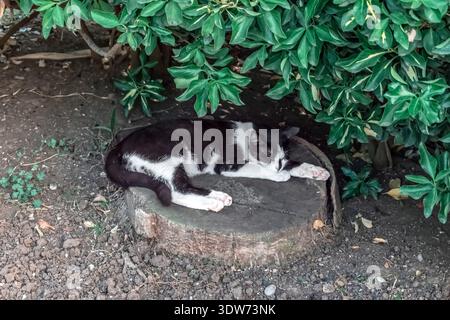 Un gatto bianco e nero che dorme su un ceppo di legno all'ombra di cespugli al Kedi Evi Park (Cat House Park), Alanya, Turchia. Concetto di benessere degli animali Foto Stock