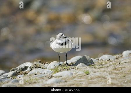 Wrybill Anarhynchus frontalis wader endemica Fiume Tasman Nuova Zelanda Foto Stock