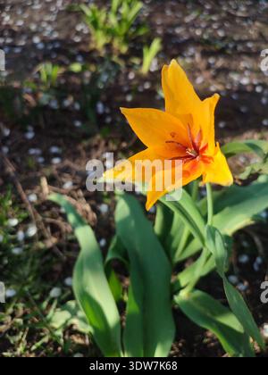 Tulipano botanico arancione in fiore. Fiore fiorito con petali d'arancia con gambo verde e foglie che crescono a terra nella soleggiata sera primaverile. Letto di fiori. Selezione di fiori varietali da riproduzione. Foto Stock