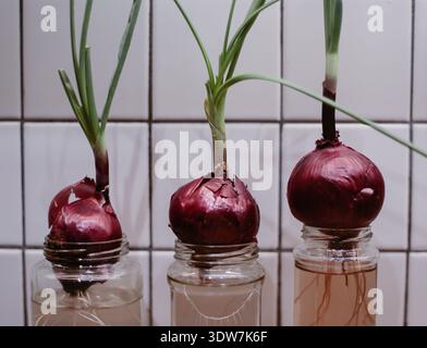 Cipolle rosse che crescono radici nell'acqua Foto Stock