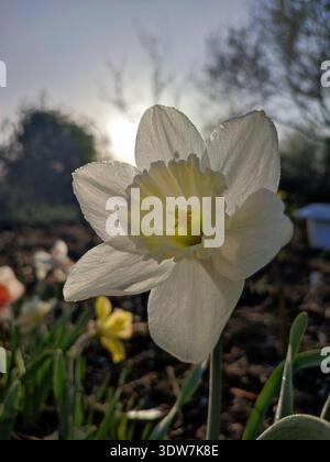Narciso varietale fiorito varietà Ice Follies. Narcisi di fiori con petali bianchi in infiorescenza con foglie di stelo verde che crescono a terra nella soleggiata mattina di primavera. Selezione di fiori da riproduzione Foto Stock