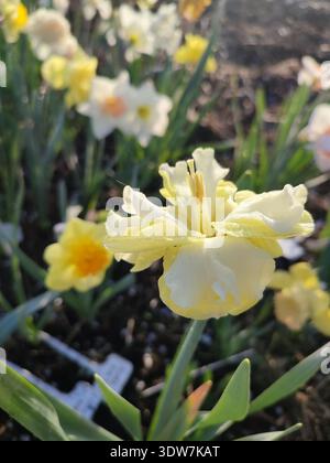 Varietà di narcisi gialli floreali in fiore lato soleggiato con gocce di rugiada mattutina sui petali sullo sfondo di narciso offuscato che cresce a terra, soleggiato mattino primaverile Foto Stock