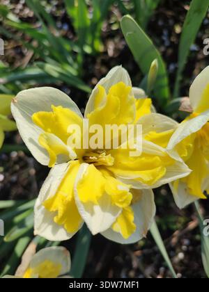 Splendido fiore di narciso in fiore nelle giornate di primavera. Fiore varietale di narciso varietà Banana Splash. Petali scolpiti gialli su petali bianchi in infiorescenza con stami su stelo e foglie verdi Foto Stock