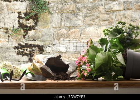 Piante di alcani rovesciate in vaso con terreno versato e attrezzi da giardinaggio su un tavolo di legno contro un muro di pietra rustica. Ambiente naturale all'aperto con t Foto Stock