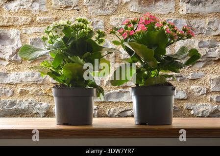 Due vivaci piante di calanchi in vaso con fiori rosa e bianchi collocate su un tavolo di legno su uno sfondo rustico in pietra con luce naturale. Foto Stock