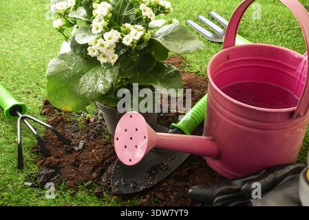Pianta bianca in vaso in fiore accanto ad annaffiatoio e attrezzi sull'erba, illustrando il concetto di irrigazione e cura delle piante. Foto Stock